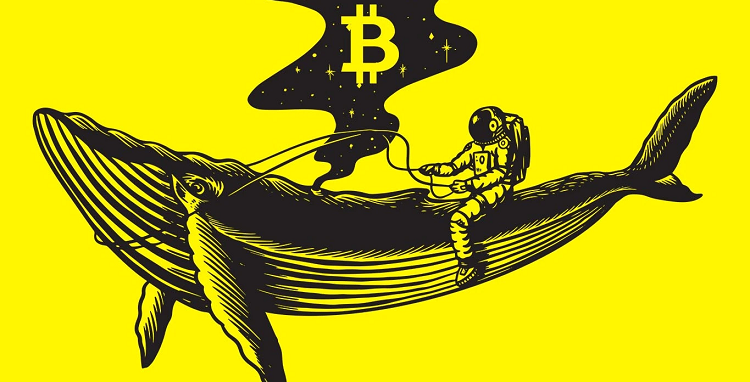 Cá voi Bitcoin đã điên cuồng mua thêm 1,62 tỷ đô la BTC trong 1 tuần qua